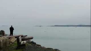 Herring spawn at French Creek  March 5 2013 [upl. by Lemak]