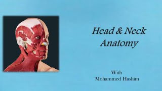 Head and Neck L2  Skull Osteology  p2 [upl. by Luciano]