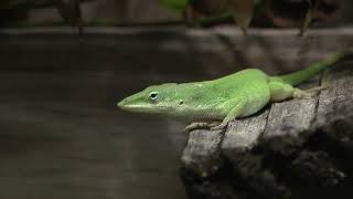 A Moment With Green Anoles [upl. by Northey390]