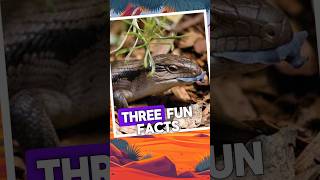 3 Fun facts about the blue tongue skink [upl. by Danita]