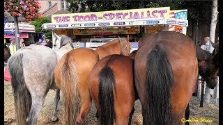 Elst Gld  759e editie van de Paardenmarkt  2019 [upl. by Ahidam]