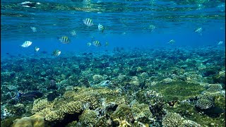 Snorkeling tour in Sunrise Diamond Beach Resort  Sharm el Sheikh [upl. by Assej]