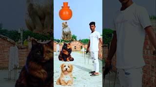 Dog amp Billi or ser monkey 🐵 trending funny monkey doglover youtubeshorts ytshorts [upl. by Eneja903]