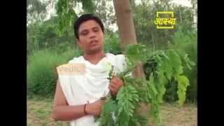 Ayurvedic use Siris Tree Shirish [upl. by Eldwun654]