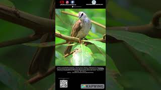 Merbah KapurMerbah Cerukcukメグロヒヨドリ bulbul birdsofinstagram birdspecies birdsvideo bird [upl. by Jara]