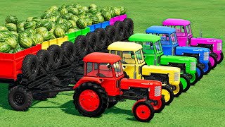 BIG LOADERS WATERMELONS amp TRANSPORT WITH MINI URSUS TRACTORS Farming Simulator 22 [upl. by Kacey]