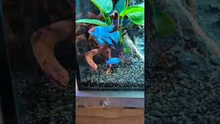 ELECTRIC Blue Dwarf Cichlid Longfin Ramirezi aquarium [upl. by Filemon]