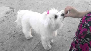 Maltese dog doing tricks  BEBA maltezer [upl. by Eimmij]