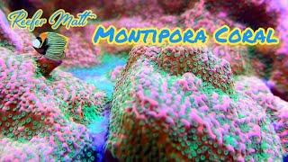 Montipora Coral Care in The SPS Reef Tank [upl. by Ahsetel766]