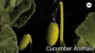 cucumber vegetable type Ecballium elaterium naturescience [upl. by Reiss814]