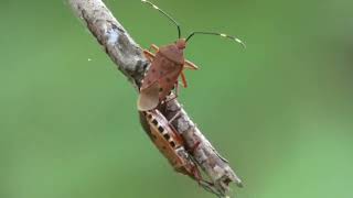 Copulating Couple of Urochela Stinkbugs on the Host Plant [upl. by Aratak]