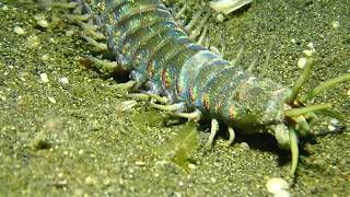 Bobbit Worm at Lembeh [upl. by Lankton]