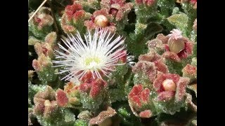 Mesembryanthemum crystallinum medicinal plant [upl. by Ibor568]