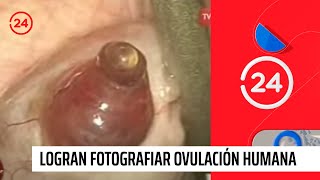 De manera inédita logran fotografiar ovulación humana  24 Horas TVN Chile [upl. by Yessydo]