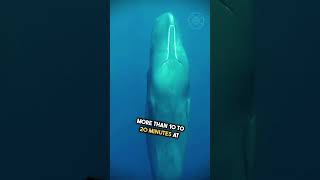 Why Do Sperm Whales Sleep Vertically EXPLAINED [upl. by Gerda700]