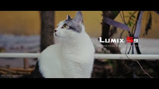 CATS  LUMIX S9  CHEECAR 35MM F14  CINEMATIC COLOR GRADE [upl. by Cacka505]