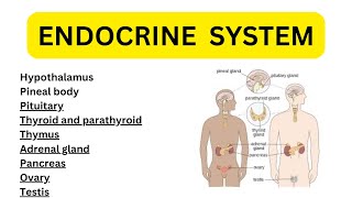 Endocrine system anatomy amp physiology in hindi  glands  functions  locations  structure [upl. by Kcirde910]