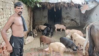 देसी सूअर फार्म कैसे करते हैं  how to start pig farm a [upl. by Rosenberg325]