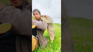 Cute Wild animal bobak marmot or prairie dog eating cookies yummy 124 [upl. by Acirt]