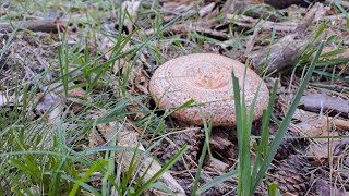 Primer Boletus Edulis Niscalos y Champiñones Septembrie 2024 2 [upl. by Damian]