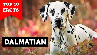 Dalmatian  Top 10 Facts [upl. by Anairo]