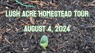 Lush Acre Homestead August 4 2024 [upl. by Baillie]