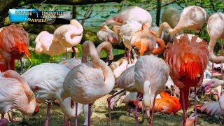 Hellabrunn Zoo Tierpark München Spenden Sie mit [upl. by Lorenzana439]