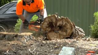 Oleo Mac 284 chainsaw cookie cutting [upl. by Trager]