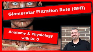 Glomerular Filtration Rate GFR Anatomy and Physiology [upl. by Aiyotal]