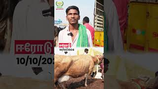 50000K Profit118 cows dairyfarming dairycows cow vivasayaarvalargal shortvideo shorts [upl. by Atirys]