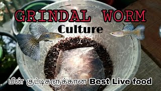 Grindal worm Culture  Live Feed Culture  Aathi Aqua Vlog [upl. by Augusta]