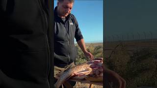 Cooking Fish Covered in A Thic Layed of Clay on a Wild Fire🔥cooking fish fishrecipes fire [upl. by Hluchy]