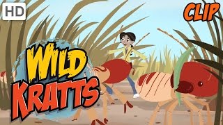 Wild Kratts  Carried Away by Termites [upl. by Salvidor]