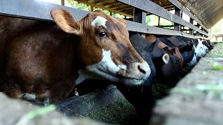 36 CABEÇAS DE GADO EM UM HECTARE DE PASTAGEM [upl. by Ramos]