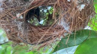 Inside The Olivebacked sunbird nest 🐣 [upl. by Luapnhoj]