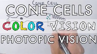 Cone Cells and the Color Vision [upl. by Olivette]