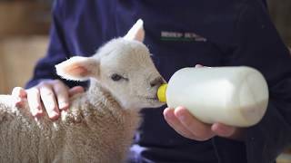 Lambing Sunday 2019 at Bishop Burton College [upl. by Remmus]