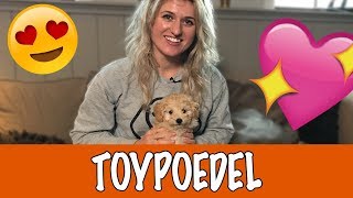 5 Bevalling van een toy poedel nestje  Hoe worden puppys geboren [upl. by Riedel371]