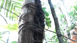 Introduction to Epiphytes [upl. by Ayocat860]