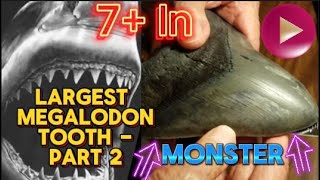 Worlds Largest Megalodon Tooth Over 7 Inches  2 of 2 Record Breaking Discovery [upl. by Elata719]