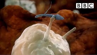 Sperm attacked by womans immune system  Inside the Human Body  BBC [upl. by Akenahc]