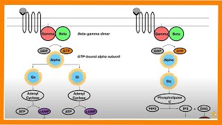 Signal Transduction Pathways GProtein Receptor Tyrosine Kinase cGMP [upl. by Eissen]