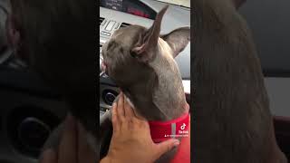 Buldog francuski coming home music frenchbulldog spotify puppy frenchie home bulldog car [upl. by Naimed]