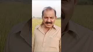 CKD hybrid Rice Mahek Excilent viraty farmer comments very satisfied [upl. by Hekking185]