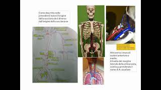 ANATOMIA  LEZIONE 34  APPARATO CARDIOVASCOLARE  ARTERIA SUCCLAVIA  ARTERIE ARTO SUPERIORE [upl. by Ruff]