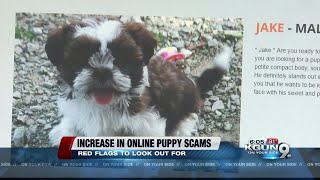 Oro Valley Police warn public about online puppy scams [upl. by Jennette]