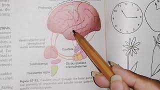 Putamen and caudate circuit  Basal Ganglia guyton 57 last part [upl. by Ocsicnarf897]