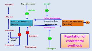 regulation of Cholesterol synthesis [upl. by Eiryk]