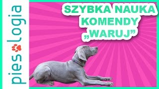 Jak nauczyć psa komendy WARUJ [upl. by Reniti]