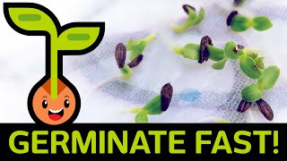 🌱 Fast amp Easy Seed Germination How to Start Seedlings from Paper Towel Method Container vs Baggie [upl. by Ecnarwal226]